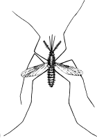 Mosquito