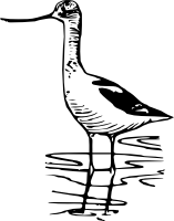 Шилоклювка