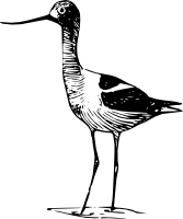 Шилоклювка