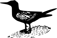 Tern