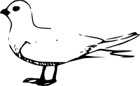 Tern