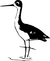 Ходулочник