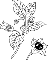 Белладонна