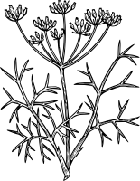 Фенхель