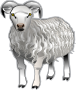 Sheep