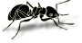 Ant