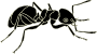 Ant