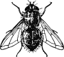 Fly