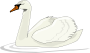 Swan