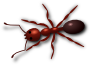 Ant
