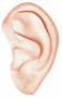 Ear