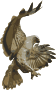 Hawk
