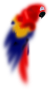 Parrot