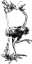 Ostrich