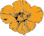 Poppy