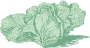 Cabbage