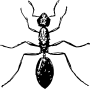 Ant