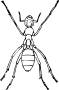 Ant
