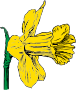 Daffodil