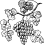 Виноград
