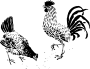 Rooster