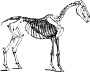 Skeleton