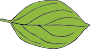 Leaf