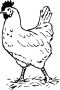 Rooster