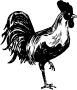 Rooster