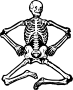 Skeleton