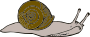Snail