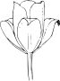 Тюльпан