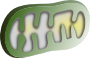 Mitochondrion