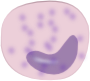 Monocyte