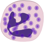 Neutrophil
