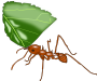 Ant