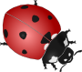 Ladybird