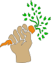Carrot