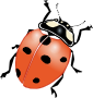 Ladybird