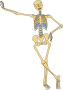 Skeleton