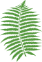 Fern