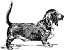 Бассет