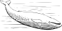 Whales