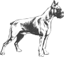 Boxer