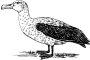 Albatross