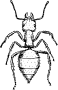 Ant