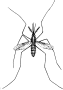 Mosquito
