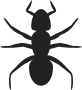 Ant