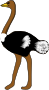 Ostrich