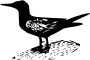 Tern